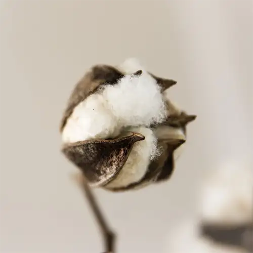 cotton